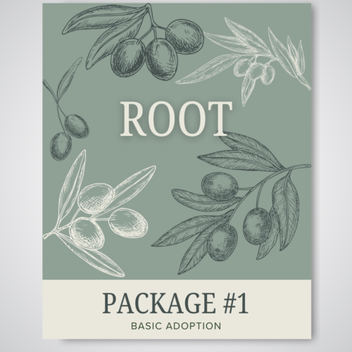 Package #1 - ROOT - Your First Connection to Kritsa